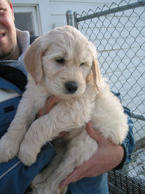 Süße Golden Doodle Welpen suchen ein neues Zuhause. WhatsApp: +49 15218927086