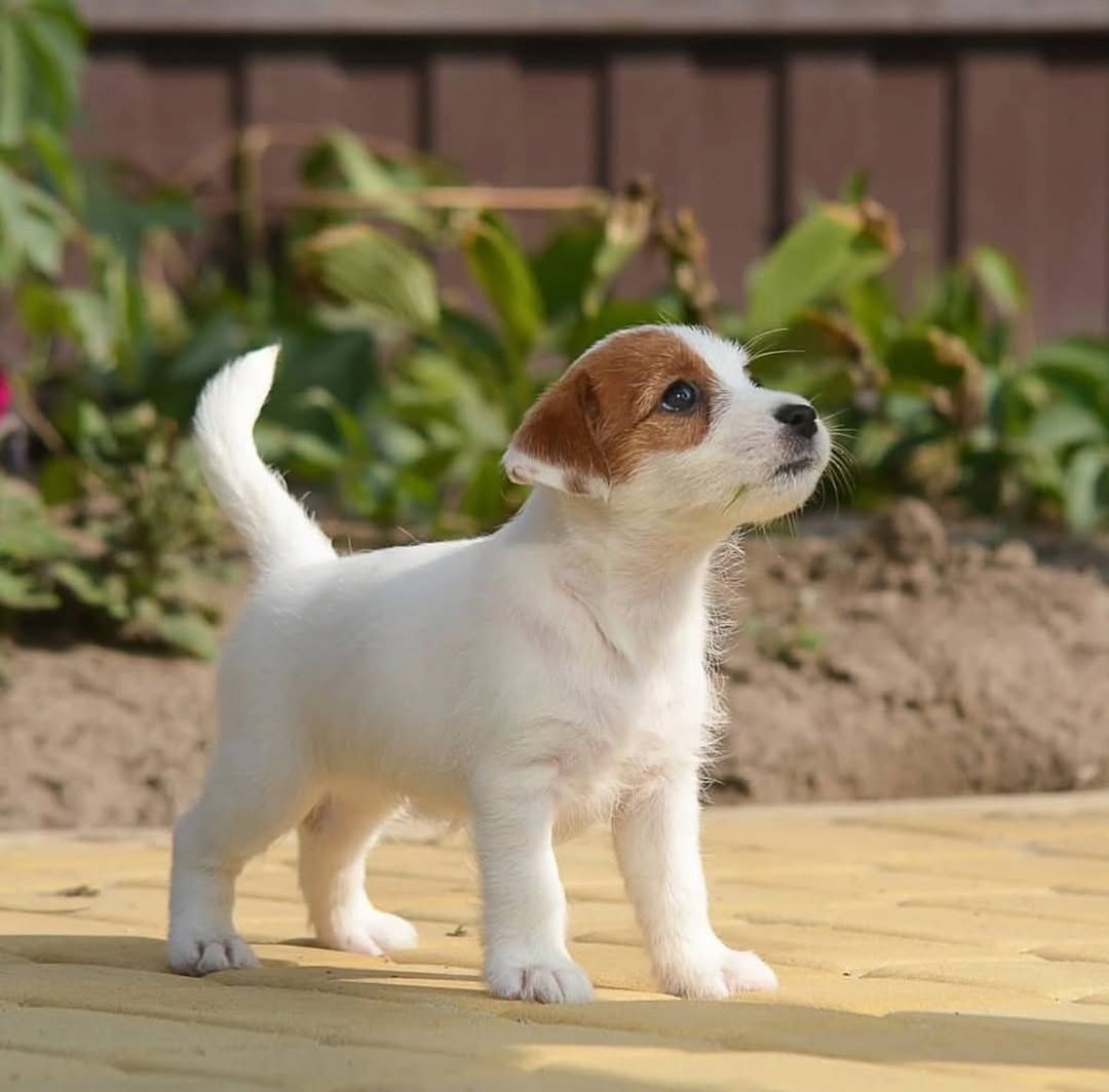 Jack Russell Terrier zu verkaufen. WhatsApp: +49 15218927086