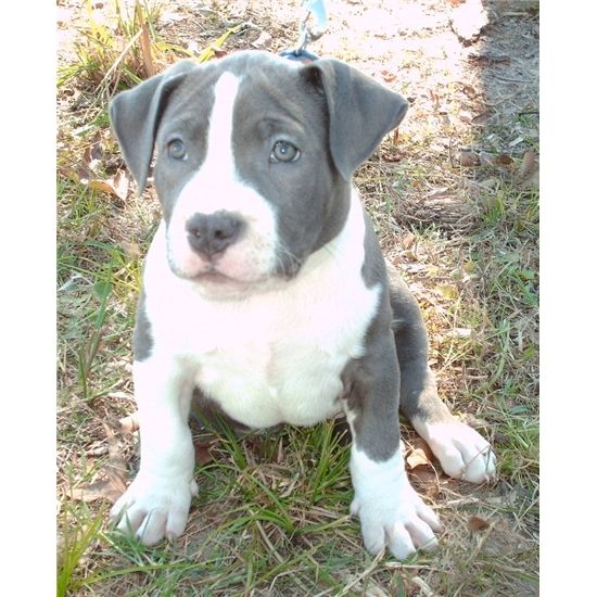 Reinrassiger Pitbul Blueline zu verkaufen. WhatsApp +49 15218927086