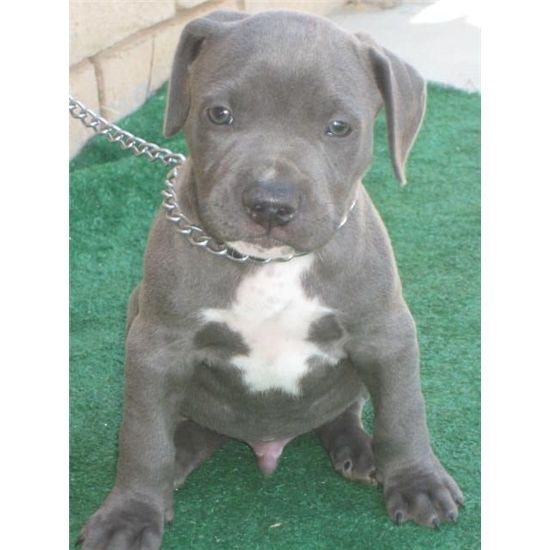 Reinrassiger Pitbul Blueline zu verkaufen. WhatsApp +49 15218927086