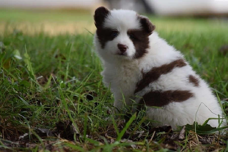 Süße Pomsky-Welpen verfügbar. WhatsApp +49 15218927086