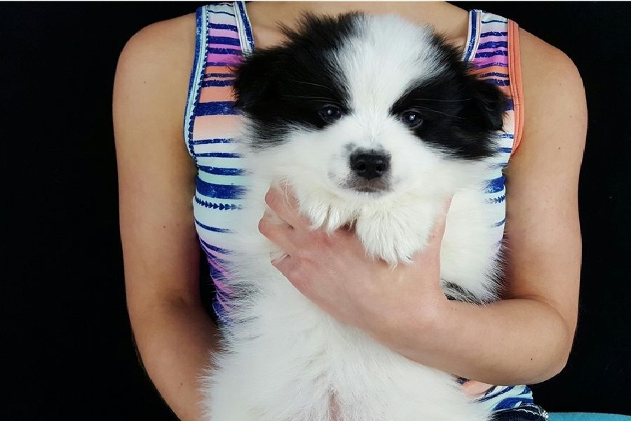 Süße Pomsky-Welpen verfügbar. WhatsApp +49 15218927086