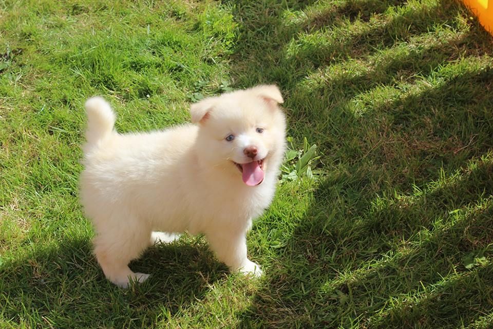 Süße Pomsky-Welpen verfügbar. WhatsApp +49 15218927086