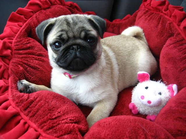 Mops-Welpen verfügbar. WhatsApp +49 15218927086
