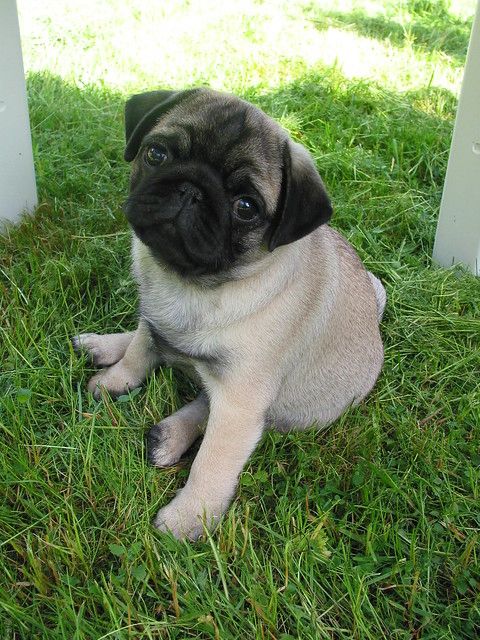 Mops-Welpen verfügbar. WhatsApp +49 15218927086
