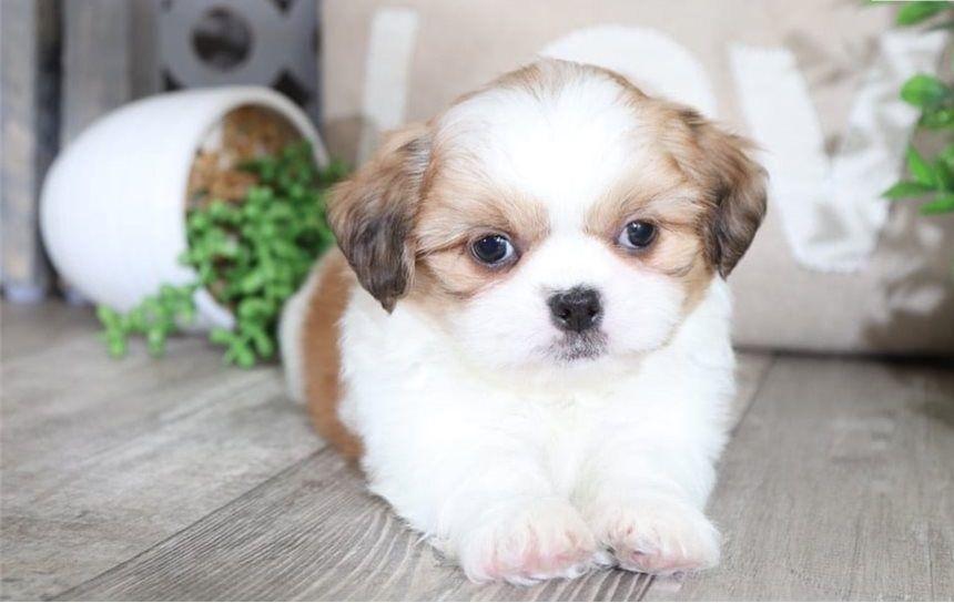 Wunderschöne Shih Tzus jetzt verfügbar. WhatsApp +49 15218927086