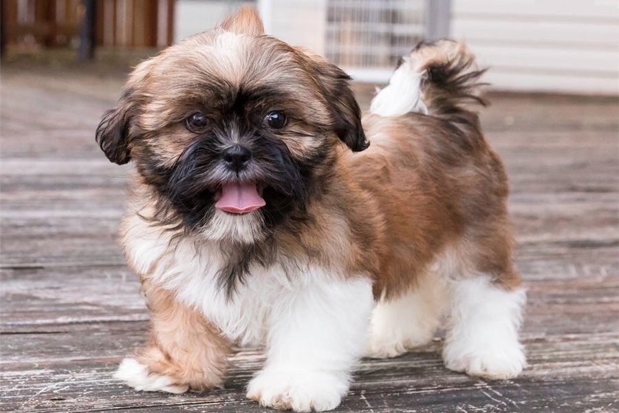 Wunderschöne Shih Tzus jetzt verfügbar. WhatsApp +49 15218927086