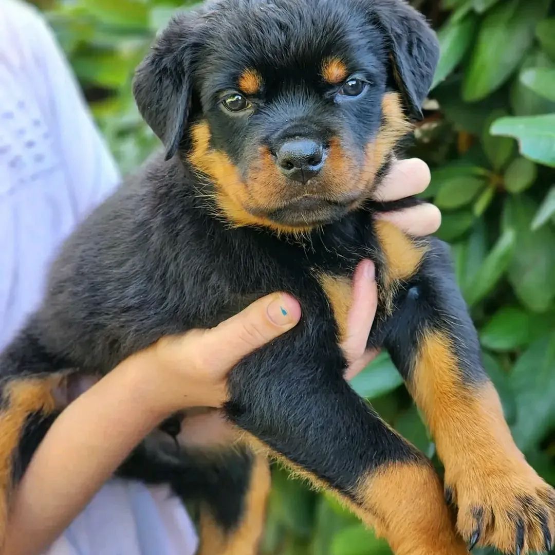 Rottweiler-Welpen zu verkaufen. WhatsApp +49 15218927086