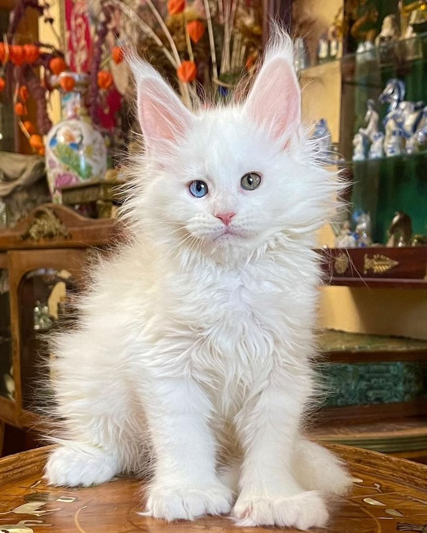 Maine-Coon-Kätzchen zu verkaufen Whats App: +49 15218927086