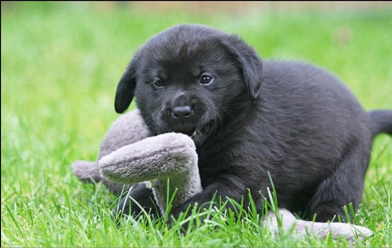 Labrador Welpen mit Ahntafel  Whats App: +49 15218927086