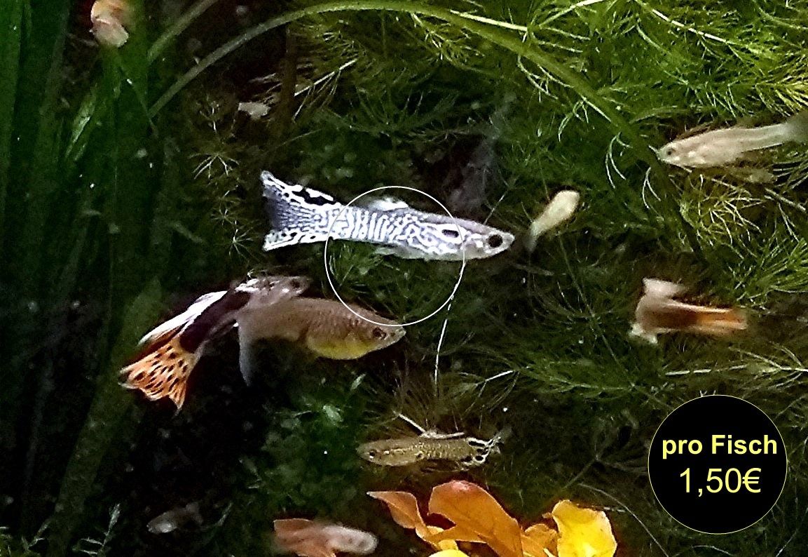 Guppy Mixe (1,50€)