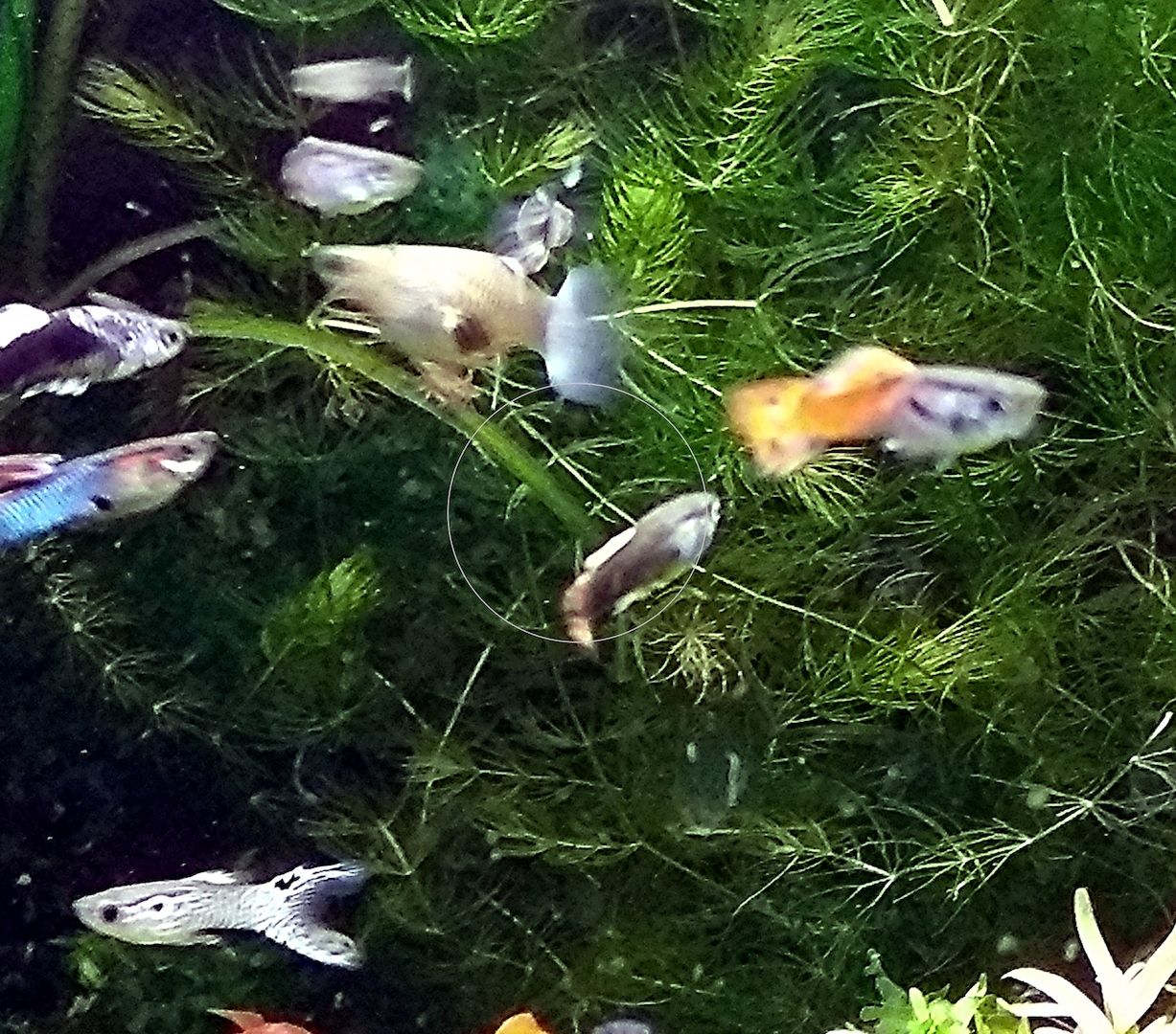 Guppy Mixe (1,50€)