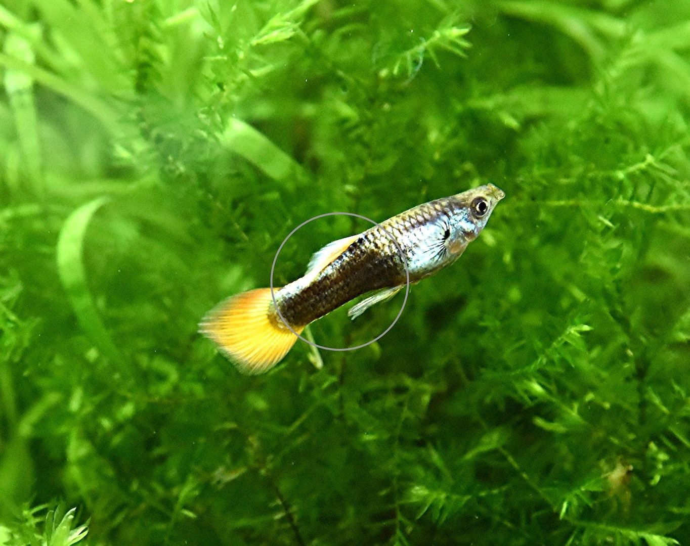 Guppy Mixe (1,50€)