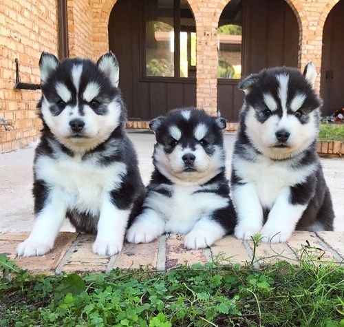 Siberian Husky-Welpen