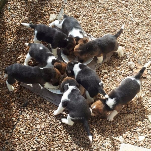 Männliche und weibliche Beagle Welpen