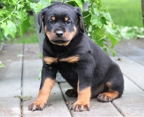 RottweilerWelpen
