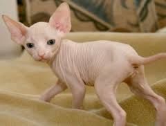 Sphynx-Kätzchen zu verkaufen