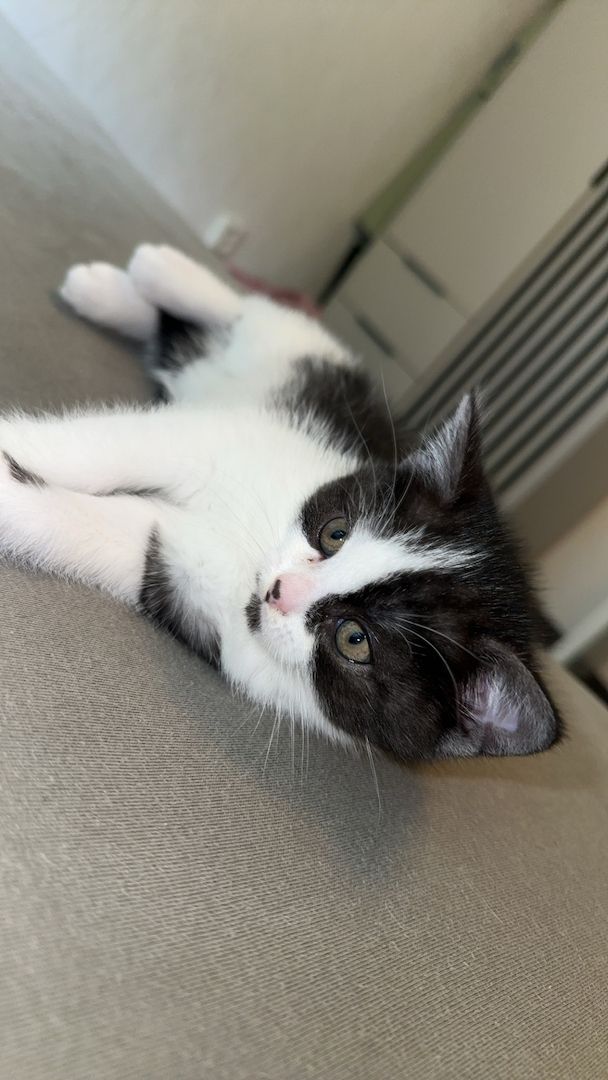 Süße Kitten suchen ab dem 09.06. ein liebevolles Zuhause 🐾