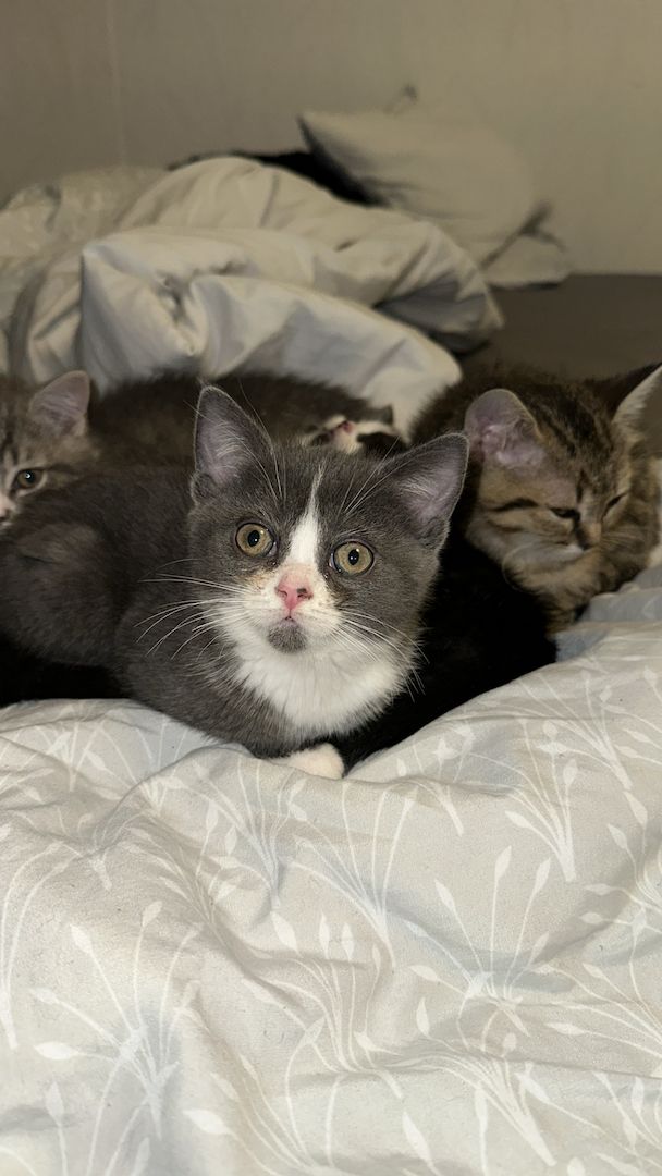 Süße Kitten suchen ab dem 09.06. ein liebevolles Zuhause 🐾