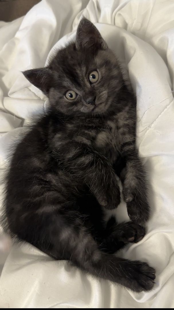 Süße Kitten suchen ab dem 09.06. ein liebevolles Zuhause 🐾