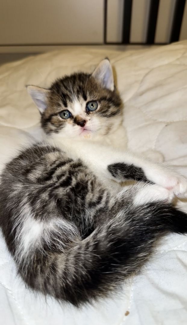 Süße Kitten suchen ab dem 09.06. ein liebevolles Zuhause 🐾