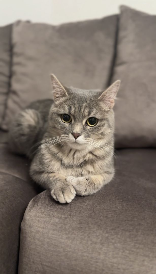 Katze Luma (weiblich) sucht ein Zuhause