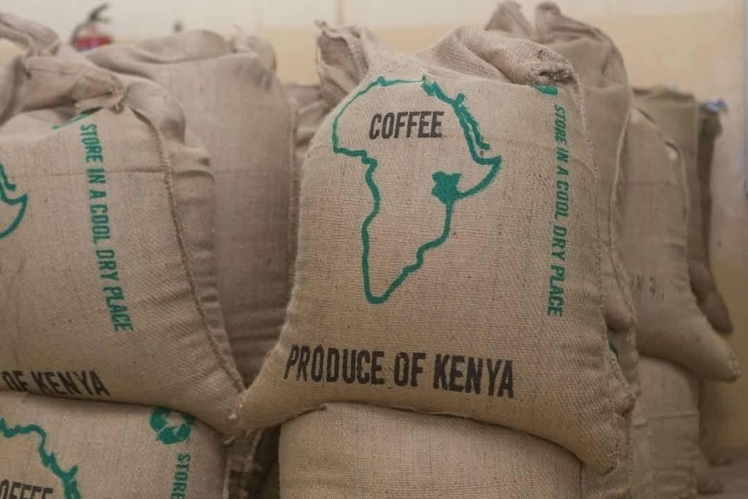 Hochwertige Arabica- & Robusta-Kaffeebohnen aus Kenia für den Export