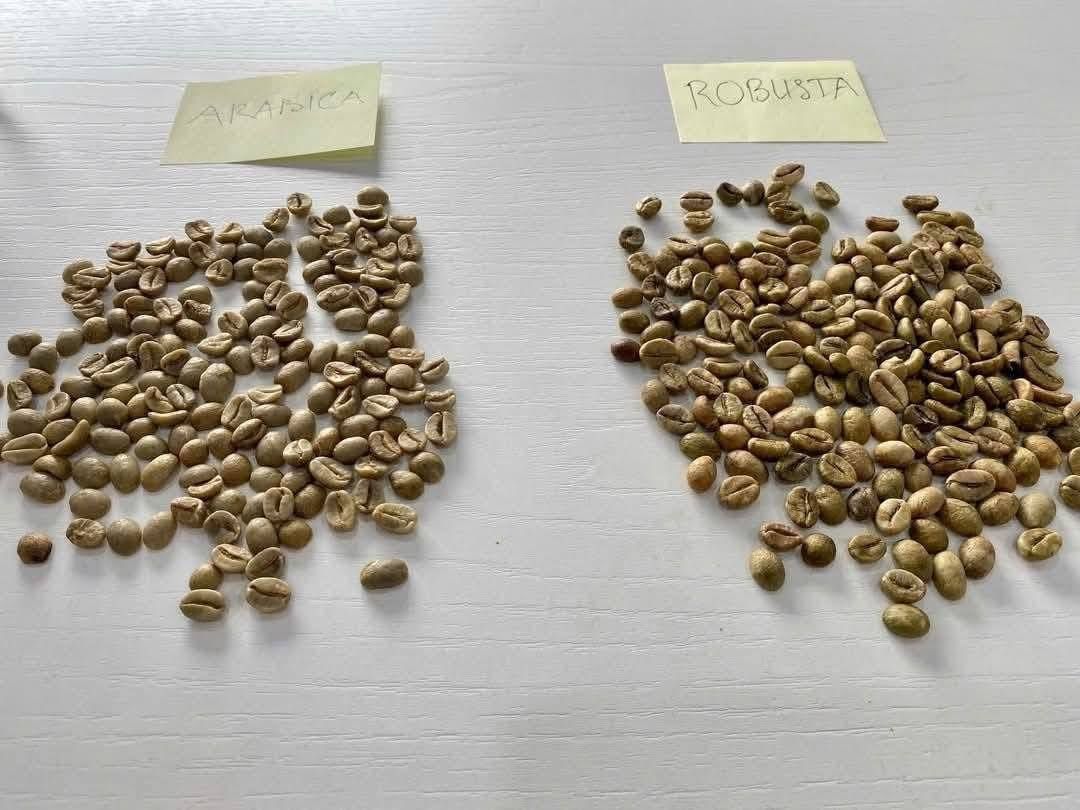 Hochwertige Arabica- & Robusta-Kaffeebohnen aus Kenia für den Export