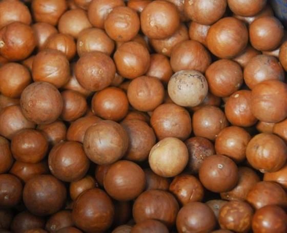 Hochwertige Macadamianüsse – mit und ohne Schale – zu verkaufen.