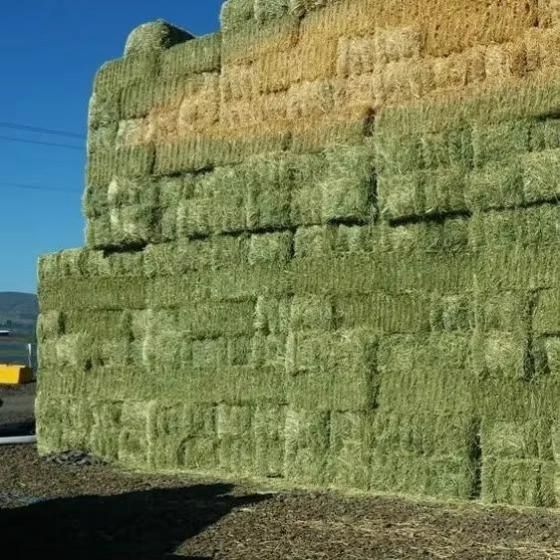 Frisches & trockenes Luzerneheu auf Lager.