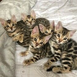 Wir haben männliche und weibliche Bengal-Kitten, die ein neues Zuhause suchen.
