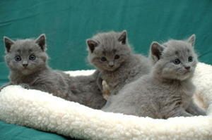 Chartreux-Kitten (männlich und weiblich) zu verkaufen