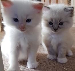 Tierärztlich untersuchte Ragdoll-Kitten zu verkaufen