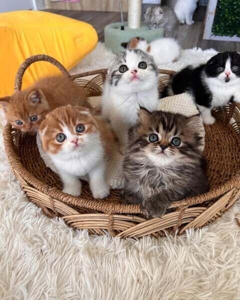 Geimpfte Scottish-Fold-Kitten zu verkaufen.