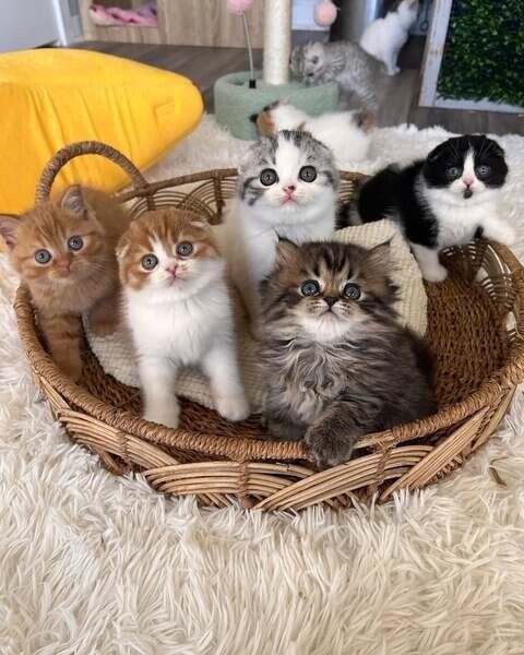 Geimpfte Scottish-Fold-Kitten zu verkaufen.