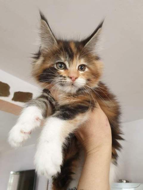 Maine Coon Kitten mit Stammbaum