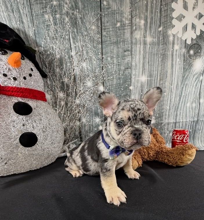 Incredible blue eyes. 7 Merle 1 black. For sale