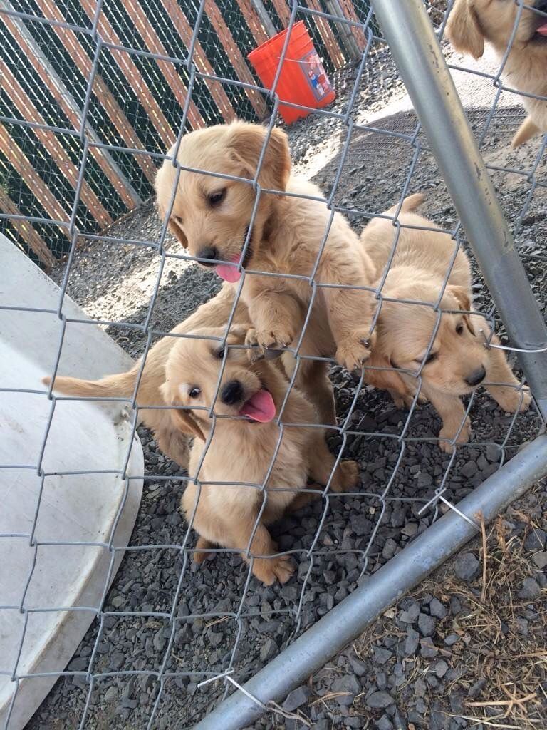 Adorable male and female Labrador  puppies for sale