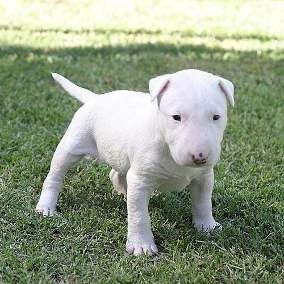 Bullterrier-Welpen mit Papieren zur Adoption