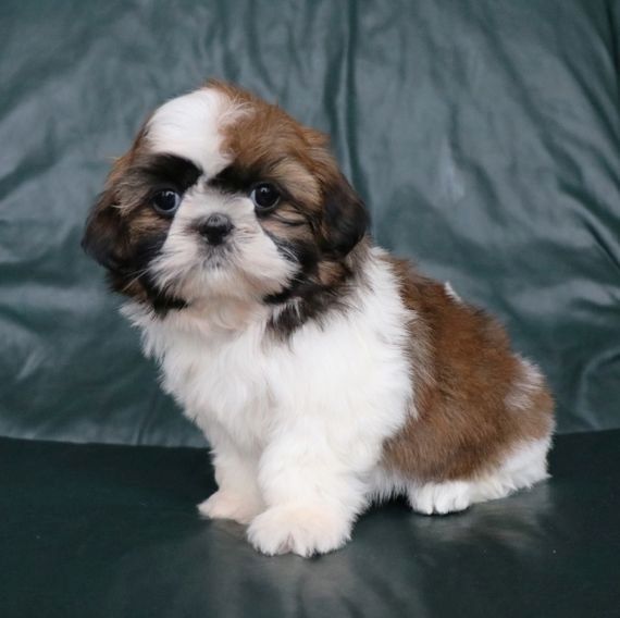 Shih-Tzu-Welpen zur Adoption