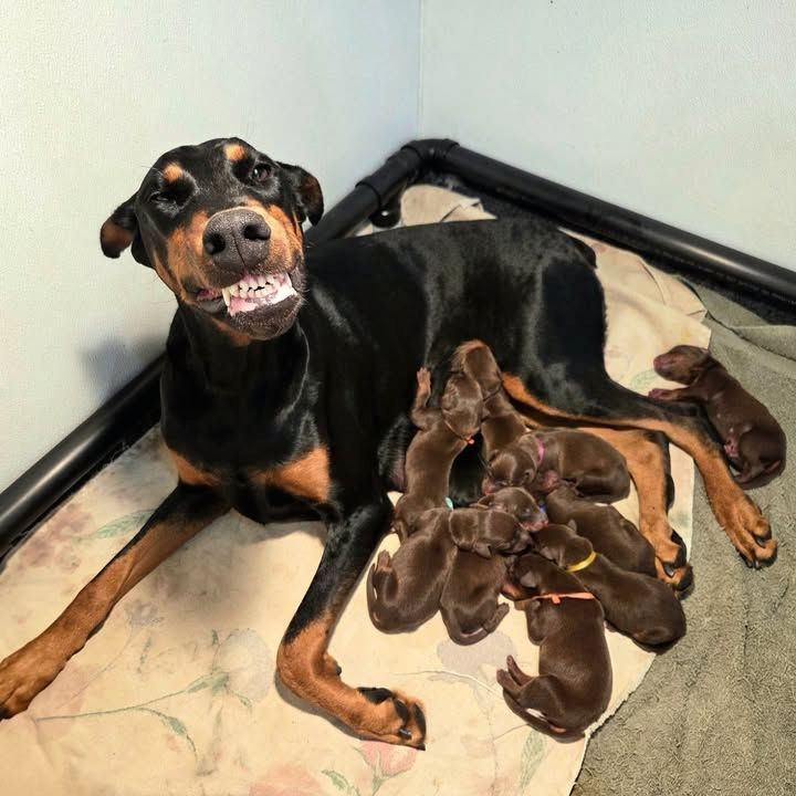 Outstanding Quality Dobermann puppies, KC REG