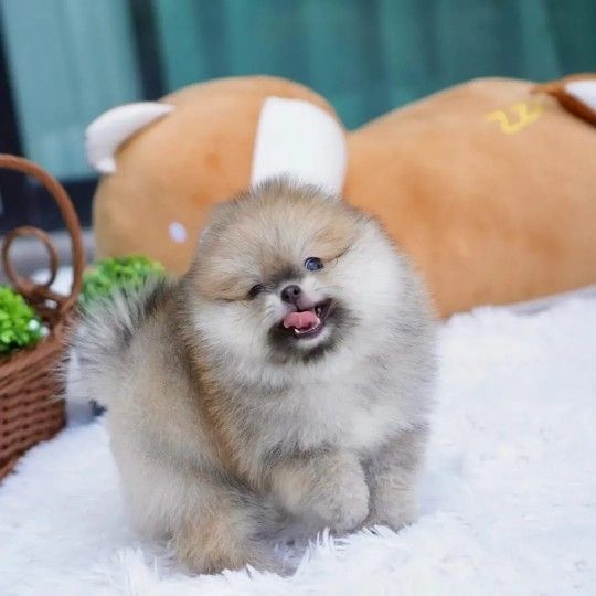Verkaufe meine Pomeranian Zwergspitz Whastapp