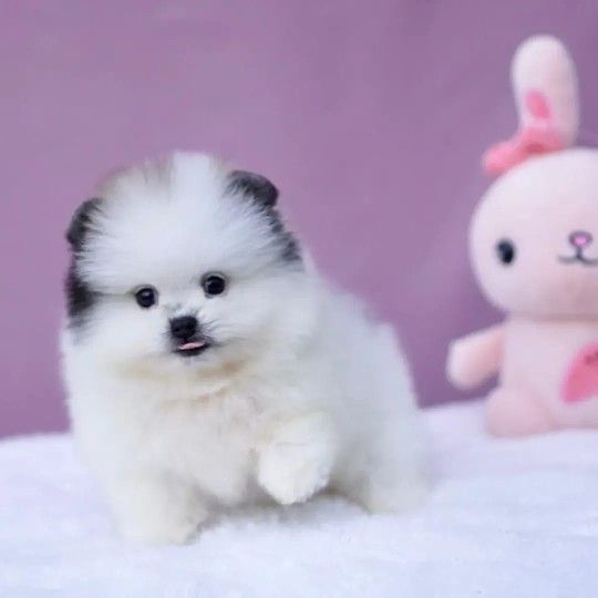 Pomeranian (Zwergspitz) Rüden – weiß & weiß-creme – top