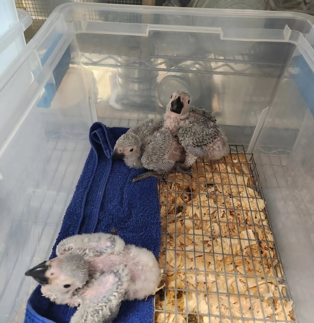 4 Wochen alte Papageien (African Grey)