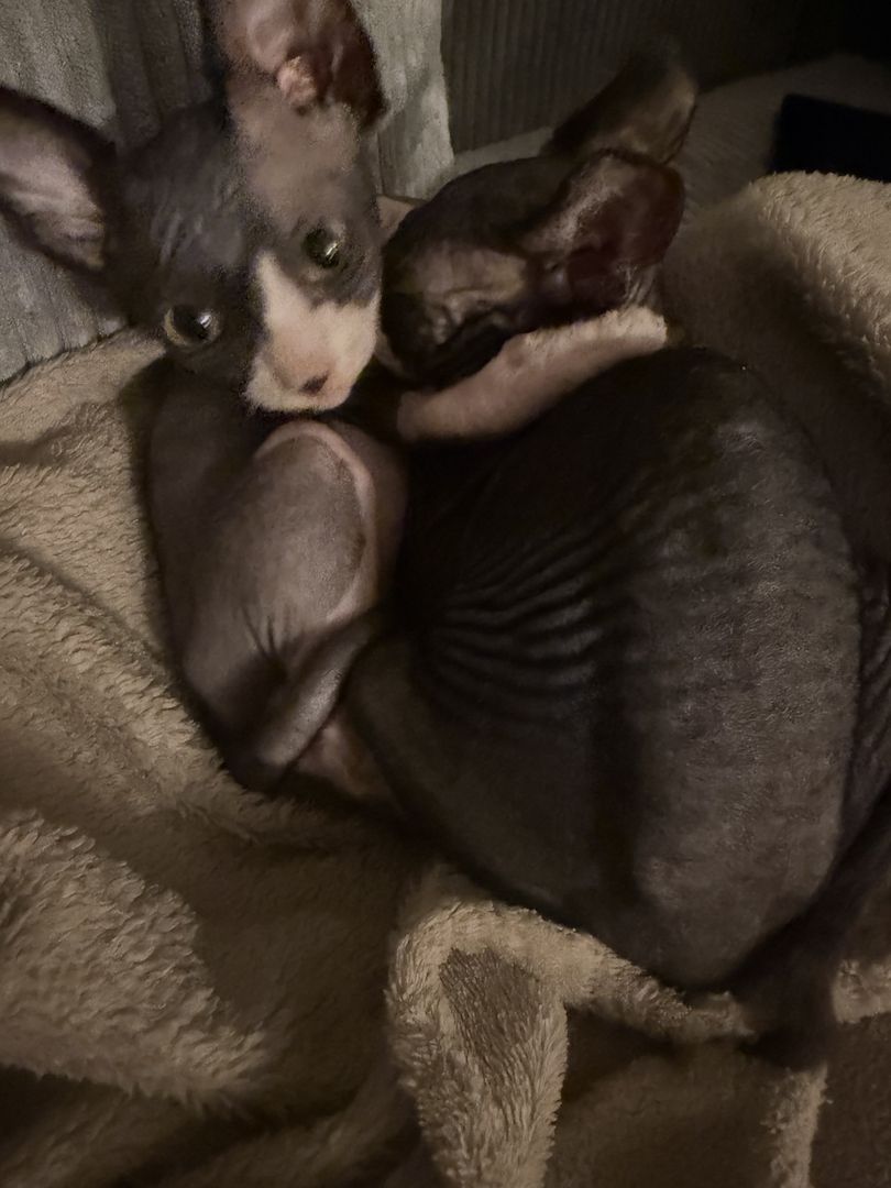 Zwei Sphynx Brüder suchen ein Zuhause