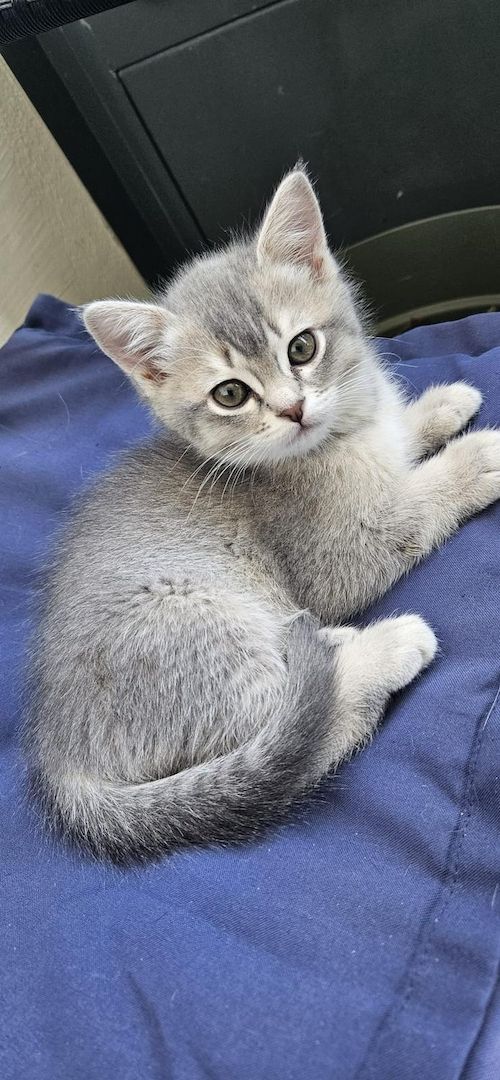 Katzenbaby sucht neue Familie