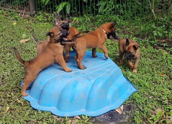 Günstige Belgische Schäferhundwelpen (Malinois) zu verkaufen.