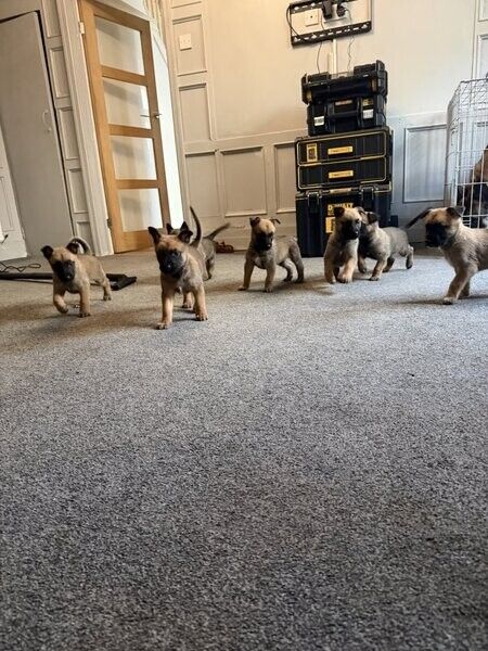 Günstige Belgische Schäferhundwelpen (Malinois) zu verkaufen.