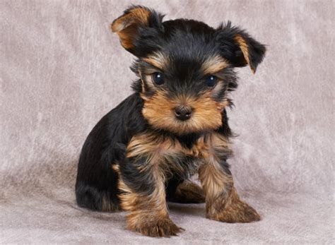 Zwei Yorkie-Welpen zu verkaufen.