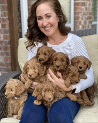 Freundliche Labradorwelpen zu verkaufen.